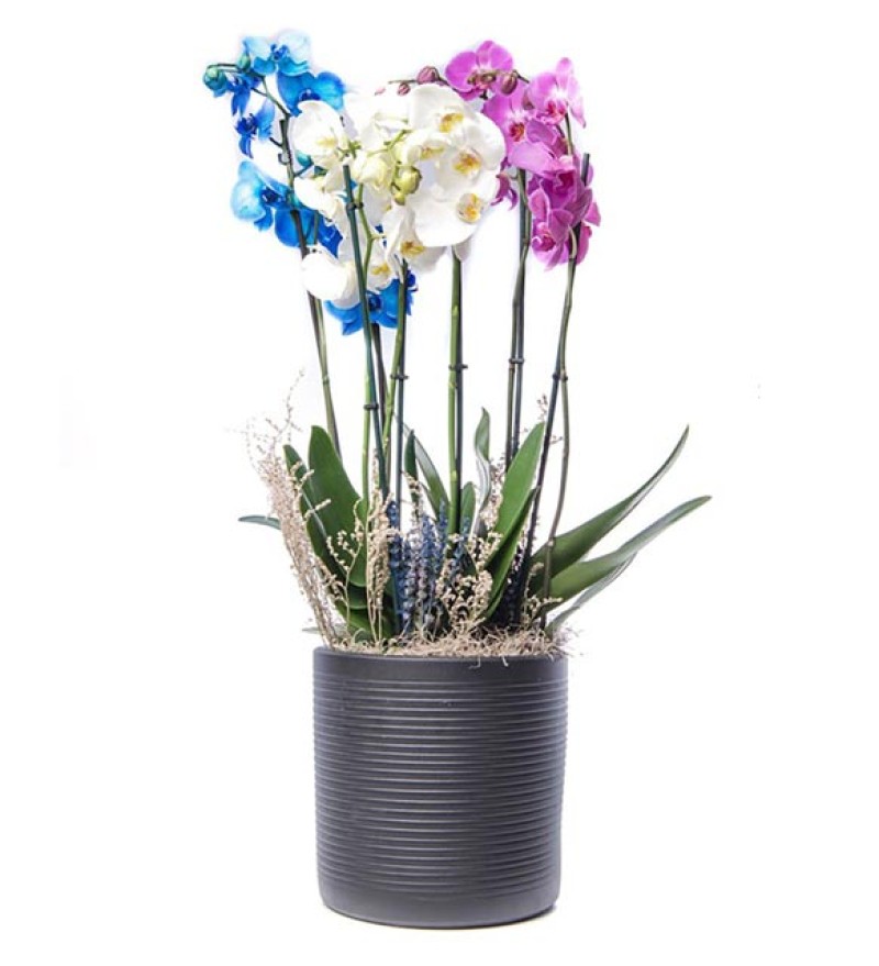 Purple Pink White Orkideler