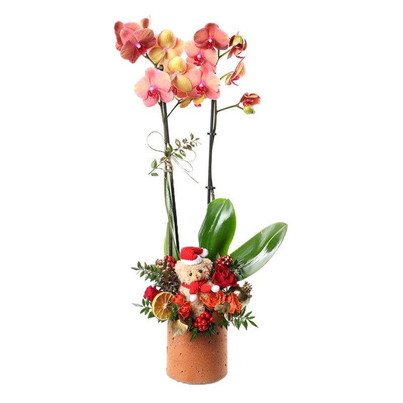 Orange Christmas Orchid Arrangement