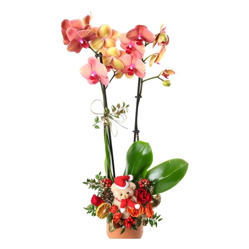 Orange Christmas Orchid Arrangement
