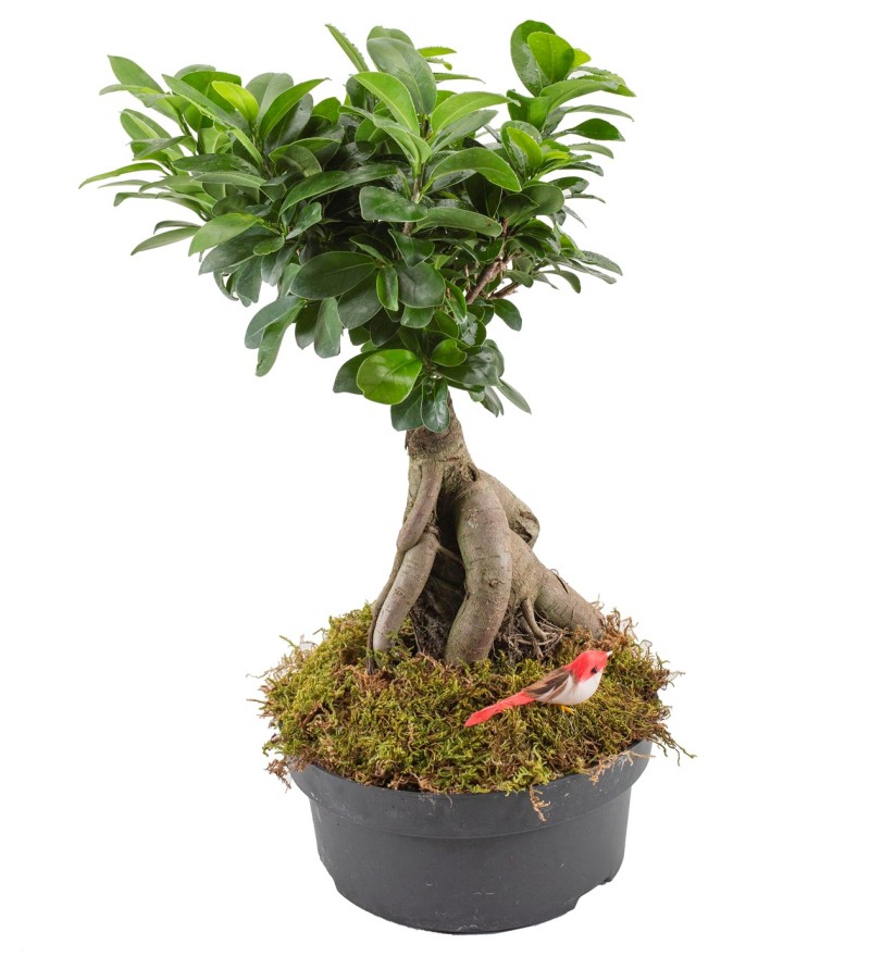 Ficus Bonsai Orta Boy