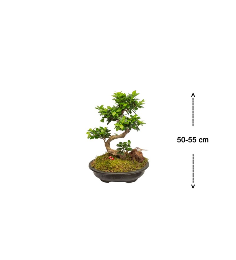 Ficus Bonsai 50 - 60 cm