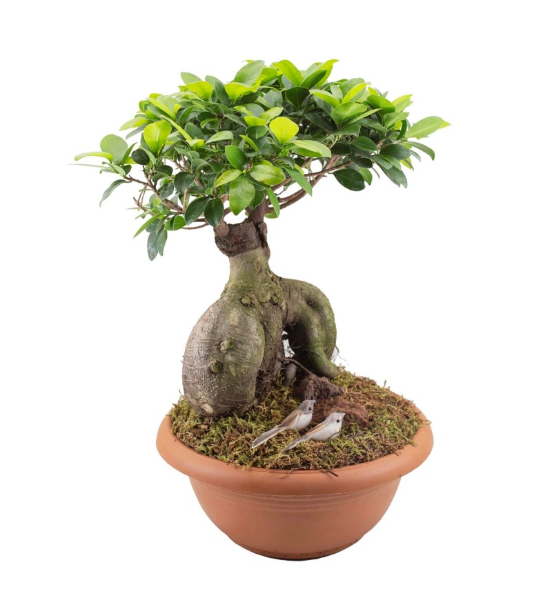 Ficus Orta Boy Bonsai
