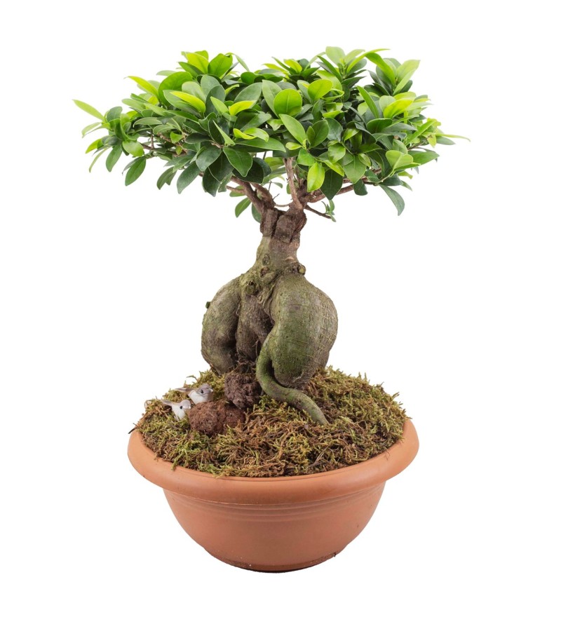Ficus Orta Boy Bonsai