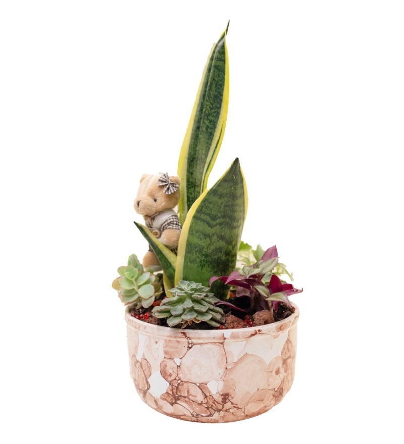 Sanseveria Tasarımı