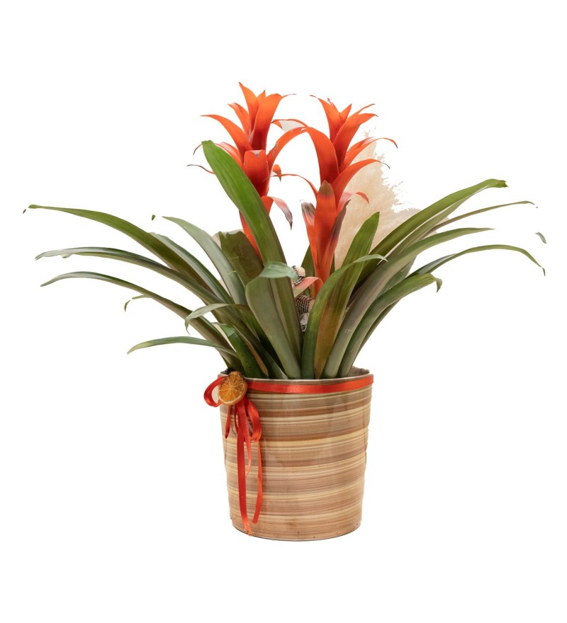 İkili Guzmanya Tasarımı