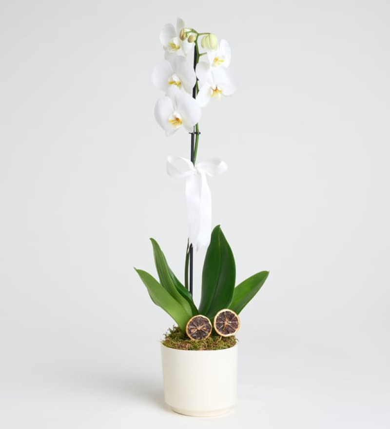  Phalaenopsis Tek Dal Orkide Çiçeği
