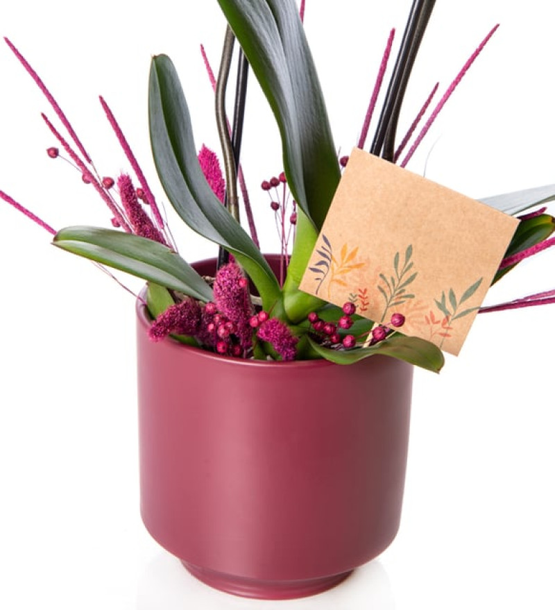 Mürdüm Beton Saksıda Mor Çiftli Orkide