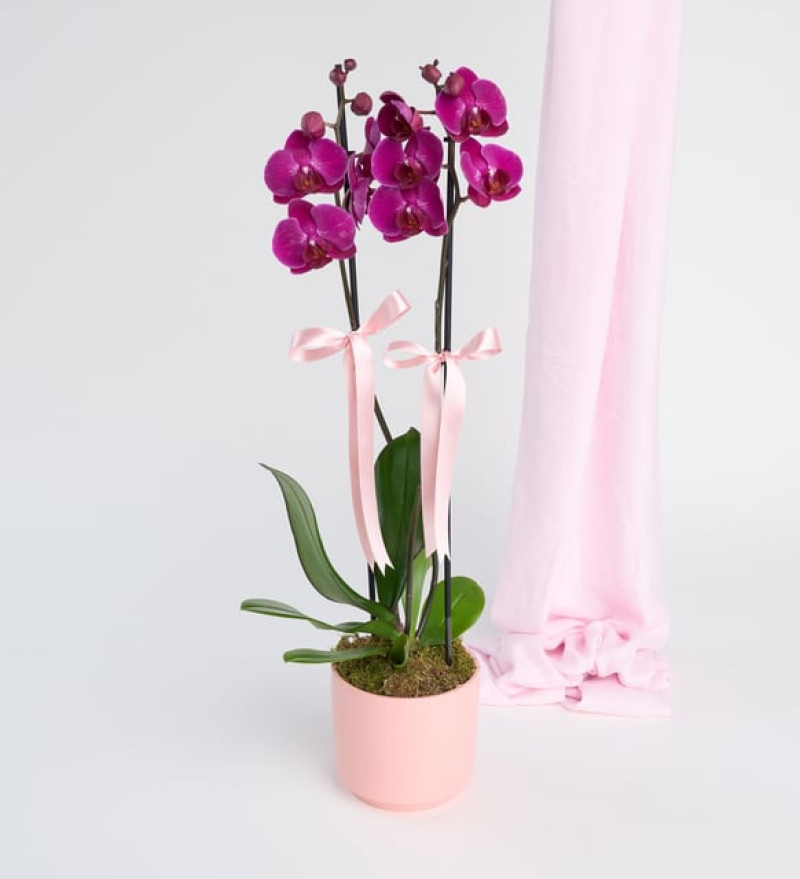 Pembe Beton Saksıda Çiftli Mor Orkide