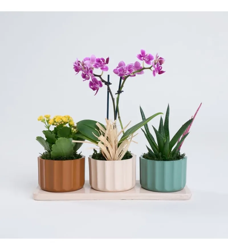 Mor Orkide, Haworthia ve Kalanchoe